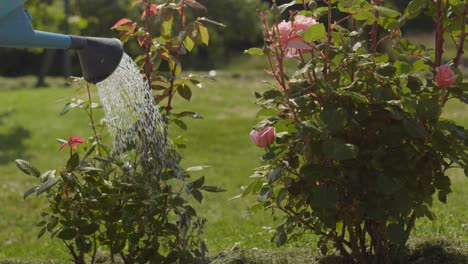 person watering blooming rose plant in beautiful garden, close up