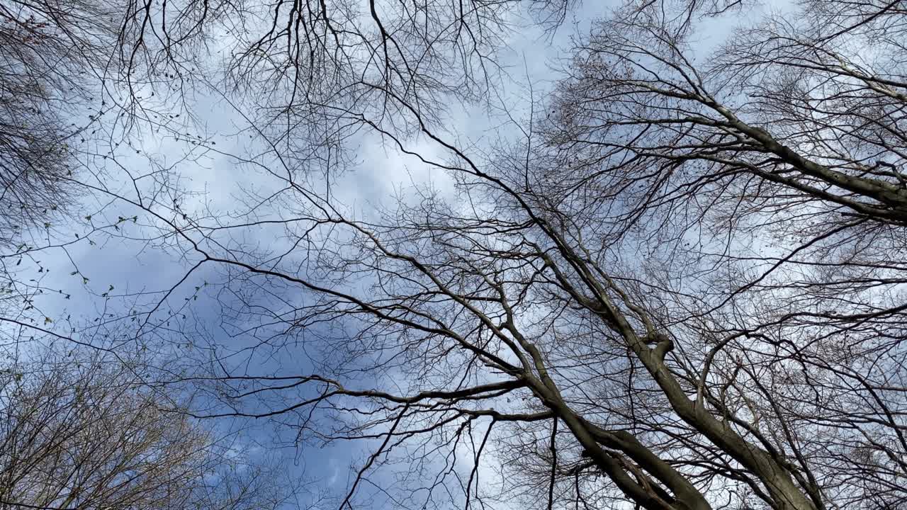 봄에 파란 하늘을 배경으로 나무 가지가 원으로 움직입니다.