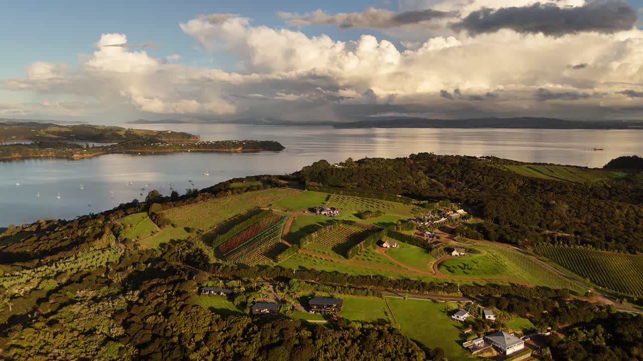 Vigneto di uva nel villaggio di Oneroa vicino alla costa e al golfo di Hauraki sull'isola di Waiheke, foto aerea ad angolo ampio