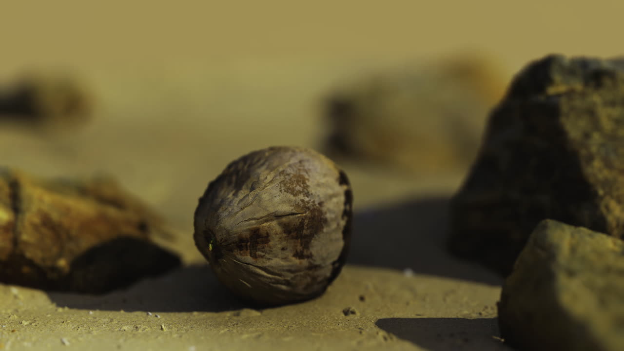 Close view of a walnut among stones on a sandy surface in natural light
