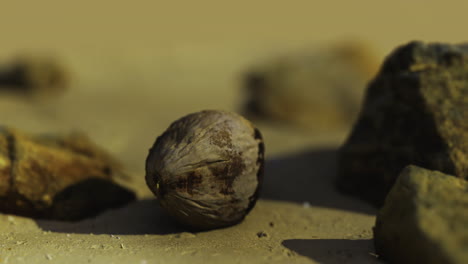 close view of a walnut among stones on a sandy surface in natural light