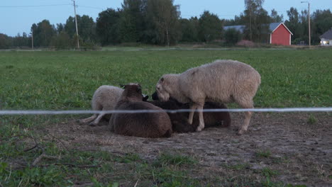 Group-of-Playful-Lamb-or-Teenage-Sheep-or-Yearling-lamb-at-Pasture