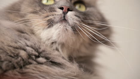 close up of a cat's face and eyes