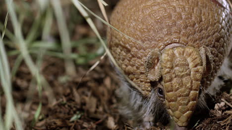 armadillo buscando comida en el suelo del bosque - primer plano en la cara