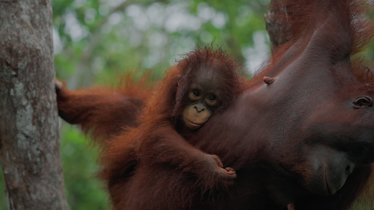 La madre e il bambino dell'orangotan nella foresta pluviale