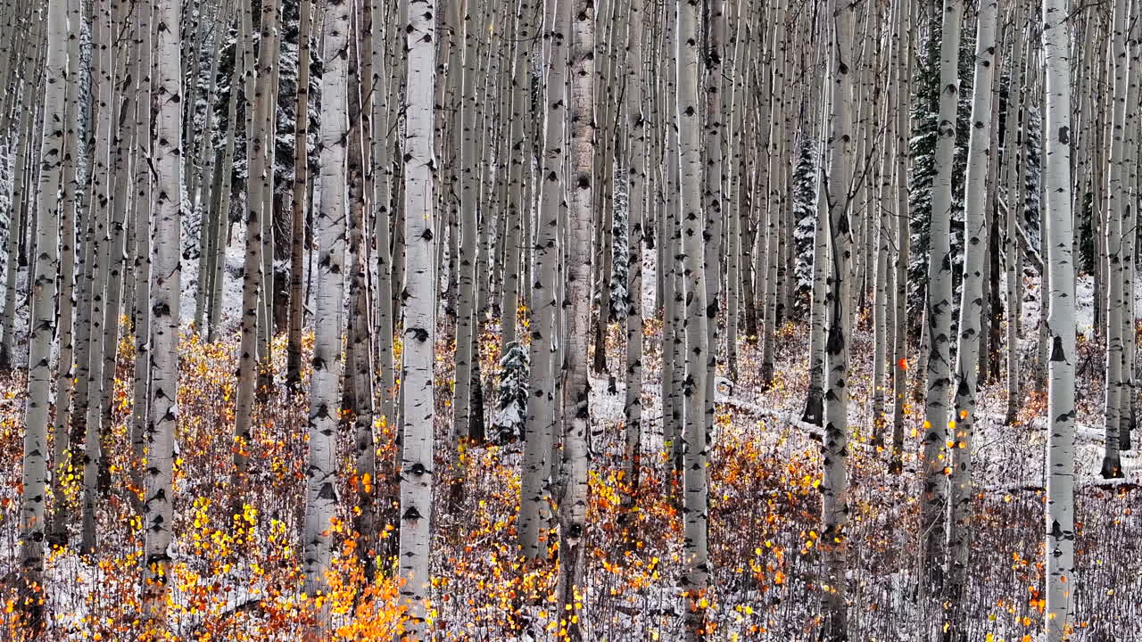 el bosque del árbol de aspen aéreo cinematográfico dron kebler paso crested butte gunnison colorado las estaciones chocan a principios del otoño el árbol de aspe rojo amarillo bosque naranja invierno primera nieve en polvo montañas rocosas marcha atrás