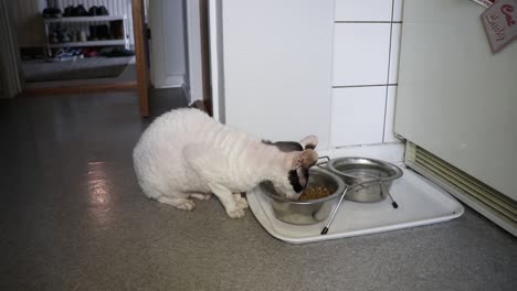 cornish rex cat eating cat food in kitchen