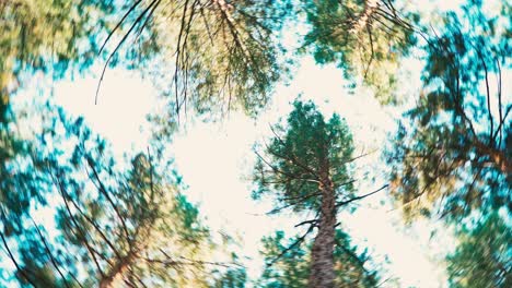 walk through the woods among the tall trees. pov.
