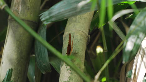 Vindula-Dejone-or-Malay-Cruiser-Butterfly-Flapping-Wings-Perched-on-Bamboo-Stem-in-Tropical-Bali-Forest