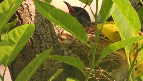 red vented bulbul bird in nest