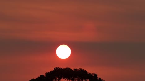 Gran-Sol-Brillante-Sobre-árboles-De-Goma-Rojo-Intenso-Cielo-Naranja-Atardecer-Australia-Victoria-Gippsland-Maffra