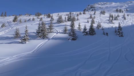 pine trees in the mountains with a snowboarder in the distance during daytime with bright sunny weather and blue sky