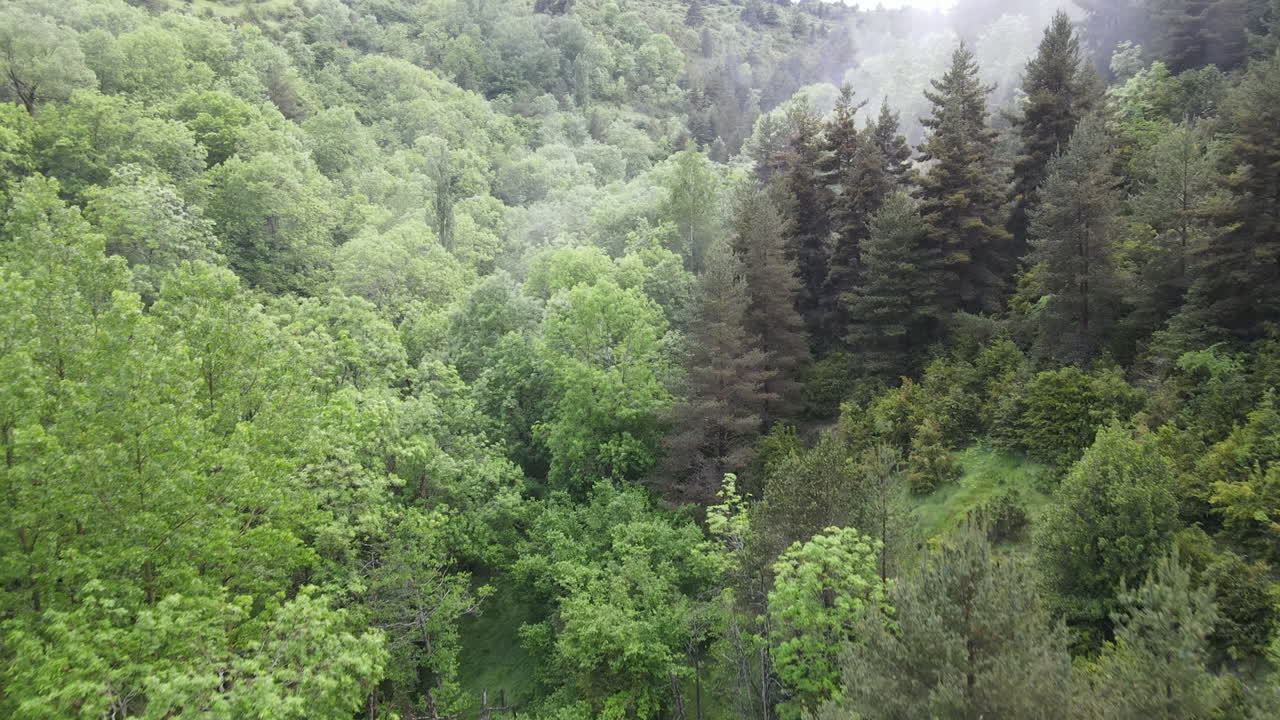 Aerial View Of A Wonderful Misty Forest Of The Pyrenees In Which There Are All Kinds Of Trees, Pines, Firs, Beeches, Birches, Etc