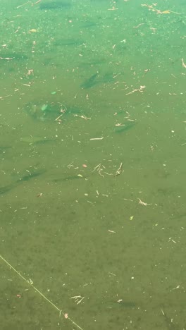 murky pond water with debris