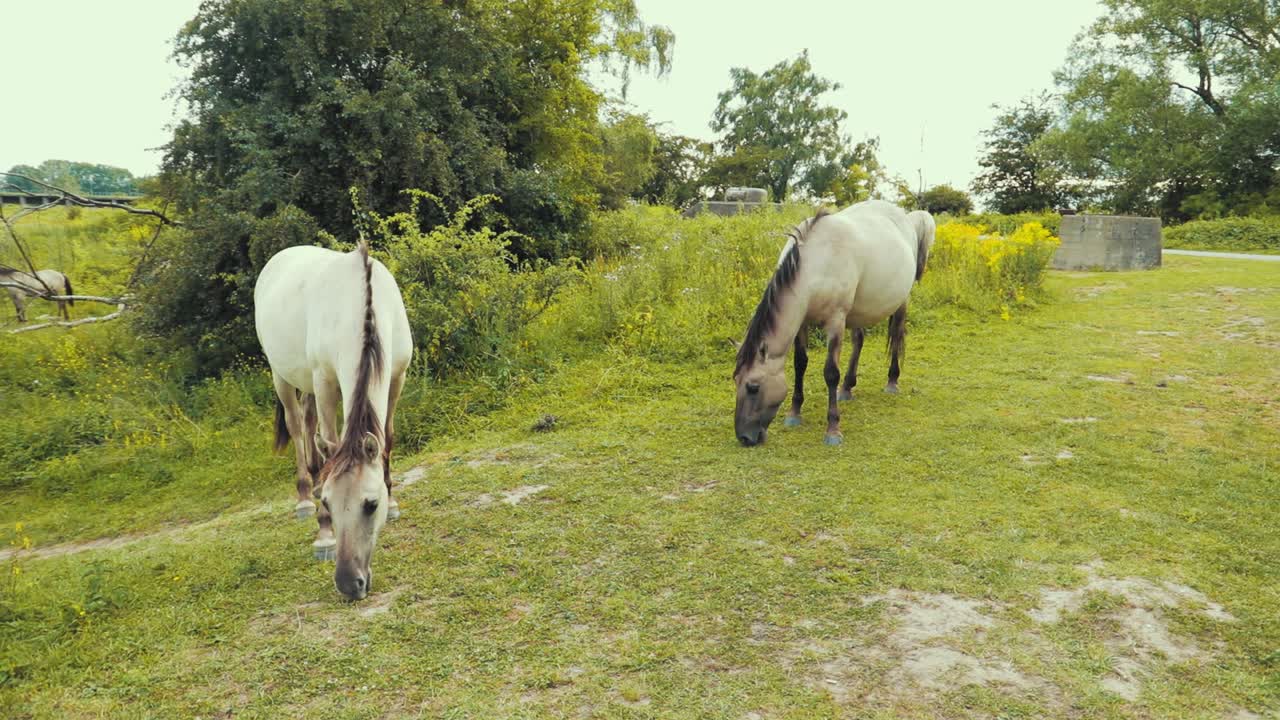 dos caballos comiendo hierba en la naturaleza