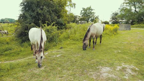 two horse eating grass in the nature