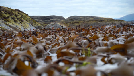 kelp forest swing in the waves in low tide