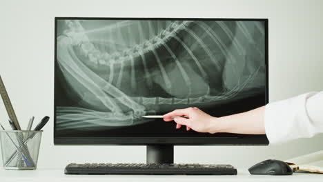 veterinary x-ray of a dog's spine and limbs