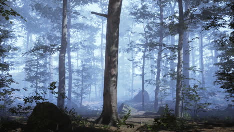 Schöner-Sonniger,-Silhouettierter-Wald-Mit-Sonnenstrahlen-Durch-Nebel
