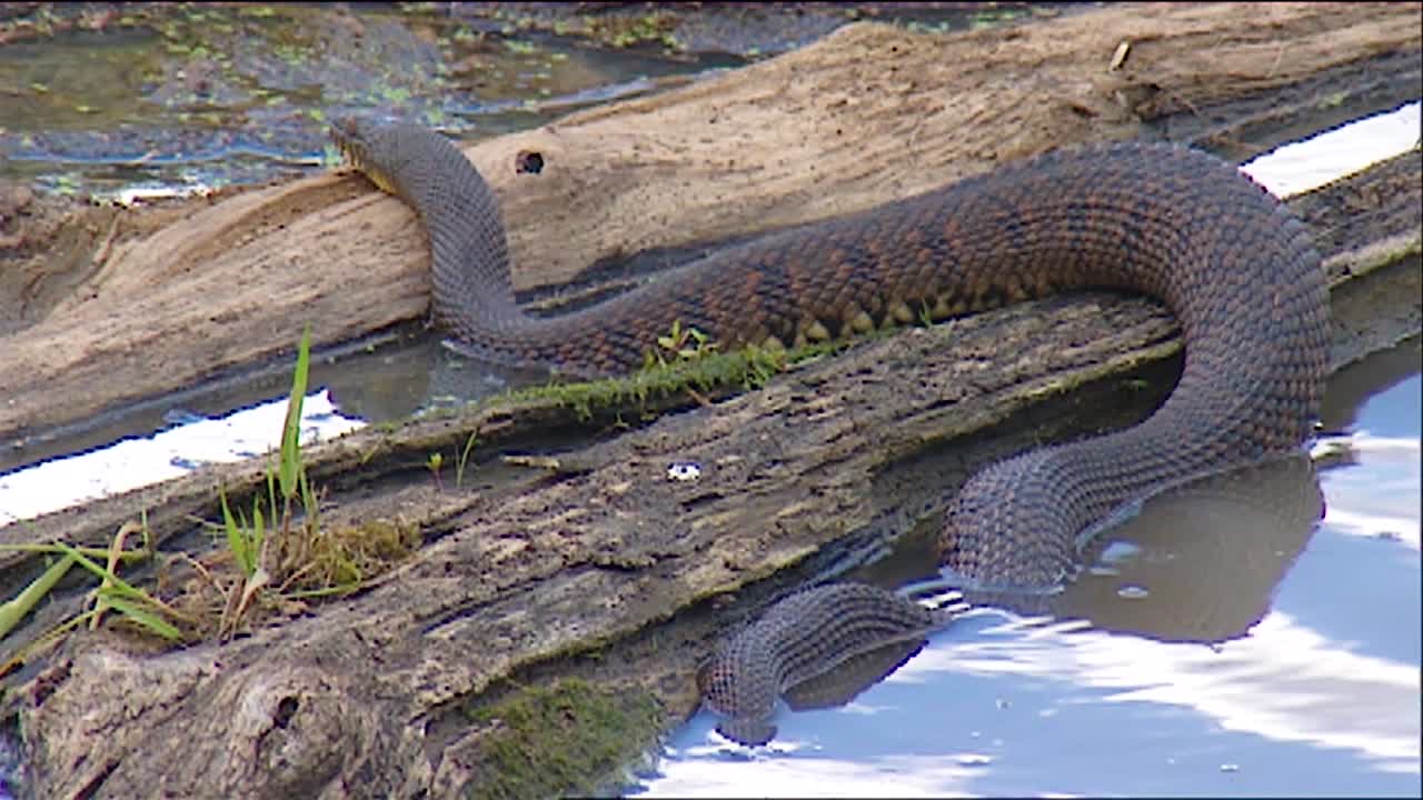 구리 배꼽 물뱀이 늪에 앉아