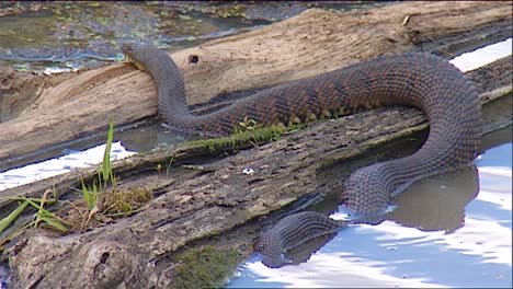 una serpiente de agua de vientre de cobre se sienta en un pantano