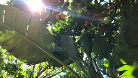 moving sun rays through trees and banana palm tree leaves in a tropical location, marbella malaga spain