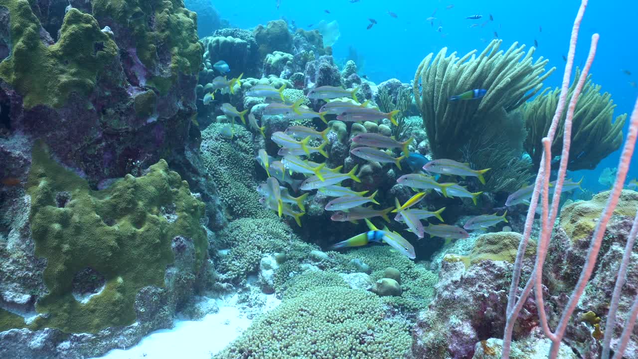 A dynamic school of yellow goatfish hovers above a shallow Caribbean coral reef, dancing through sunlit turquoise waters and vibrant corals