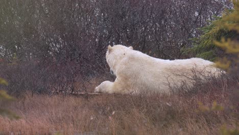 la cámara lenta del oso polar espera el invierno para congelarse entre los matorrales y los árboles subárticos de churchill, manitoba.