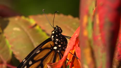 Schmetterling-Auf-Rotem-Blatt