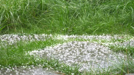 hail falling down the sky in the bright day with green grass in the background