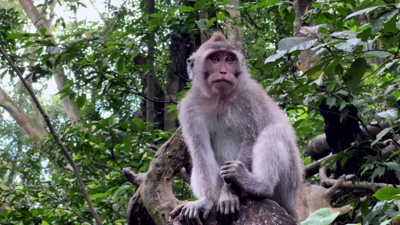 Monkey sitting in Bali forest, feeling serene and observing nature