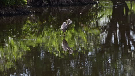 Großer-Blaureiher,-Der-Bei-Der-Jagd-Im-Wasser-Sehr-Vorsichtig-Geht,-Mit-Spiegelung,-Wakodahatchee,-Florida,-USA