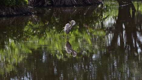 gran garza azul caminando con mucho cuidado mientras caza en el agua, con reflejo, wakodahatchee, florida, estados unidos