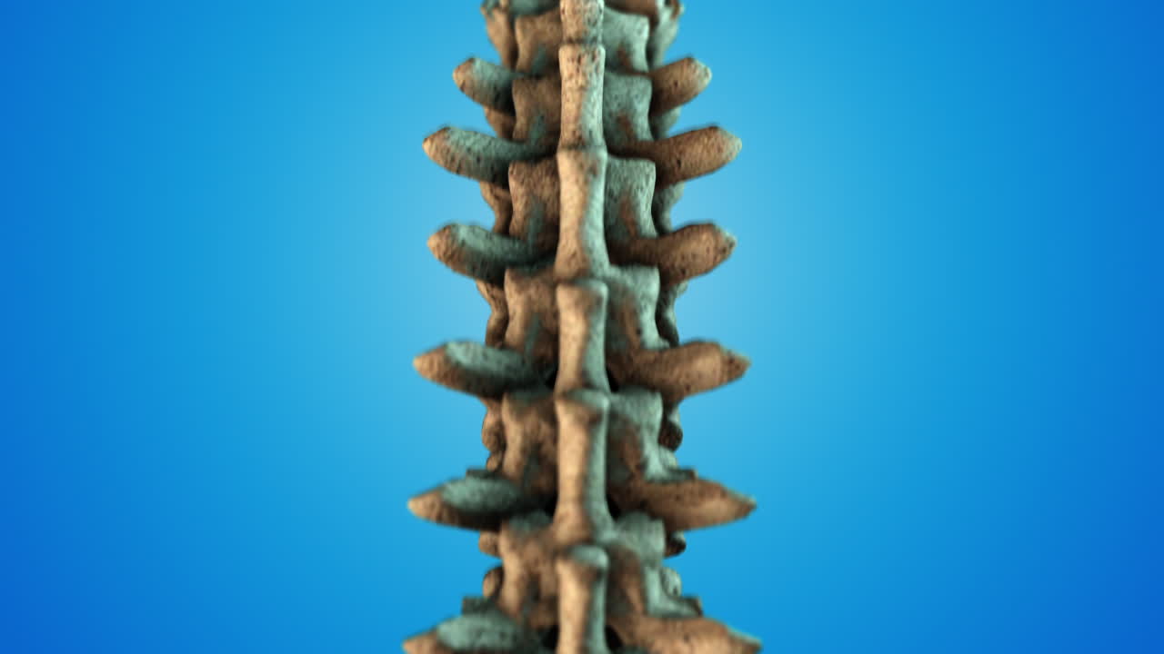 인간 척추 의 의학적 으로 정확 한 3d 일러스트레이션