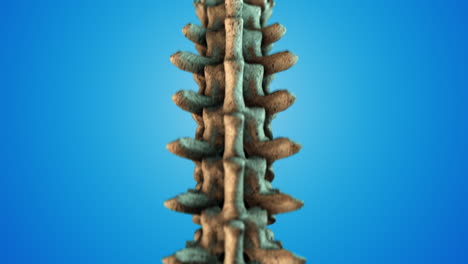 3D-Prestados-Ilustración-Médica-Precisa-De-La-Columna-Vertebral-Humana