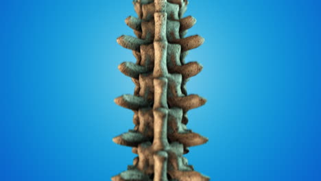 ilustración médicamente precisa de la columna vertebral humana en 3d