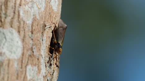 Seen-from-its-side-basking-under-the-afternoon-sun-deep-in-the-forest,-Planthopper,-Fulgoromorpha,-Thailand