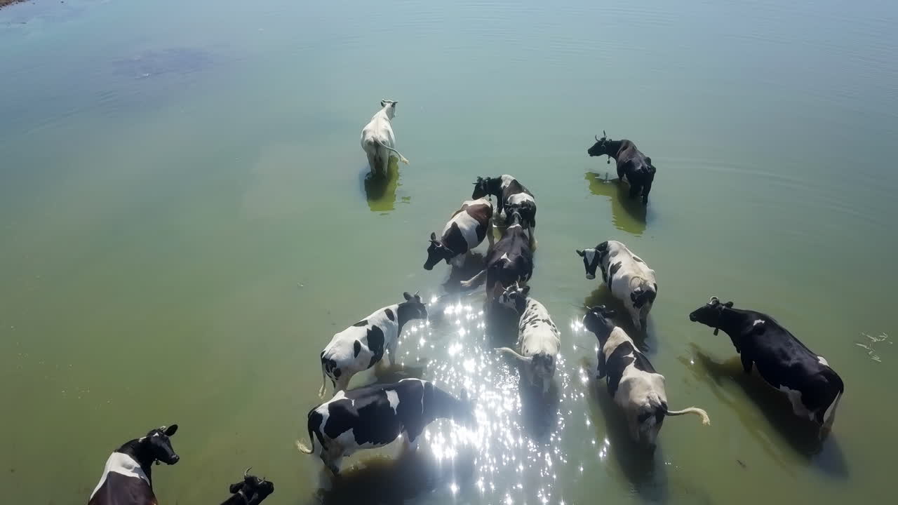 강에서 수영하는 소