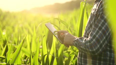 el agricultor moderno en su camisa y gorra de béisbol con una tableta en las manos de la mano toca las hojas de maíz en el campo al atardecer analizando el estado de la cosecha y la salud de las plantas.
