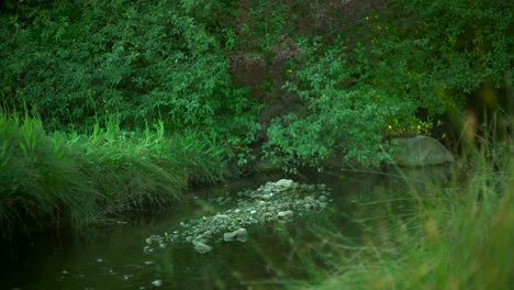 creek in a bushy forest