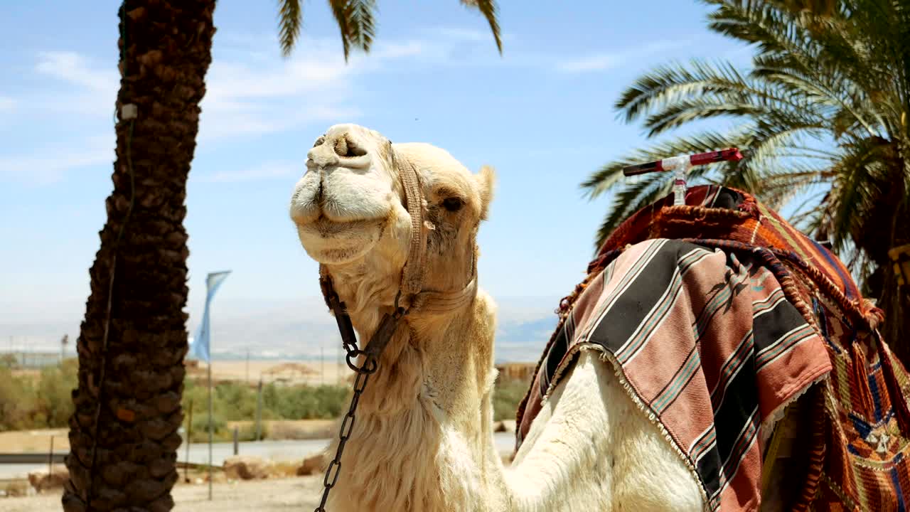 camello bajo la palma de cerca al aire libre