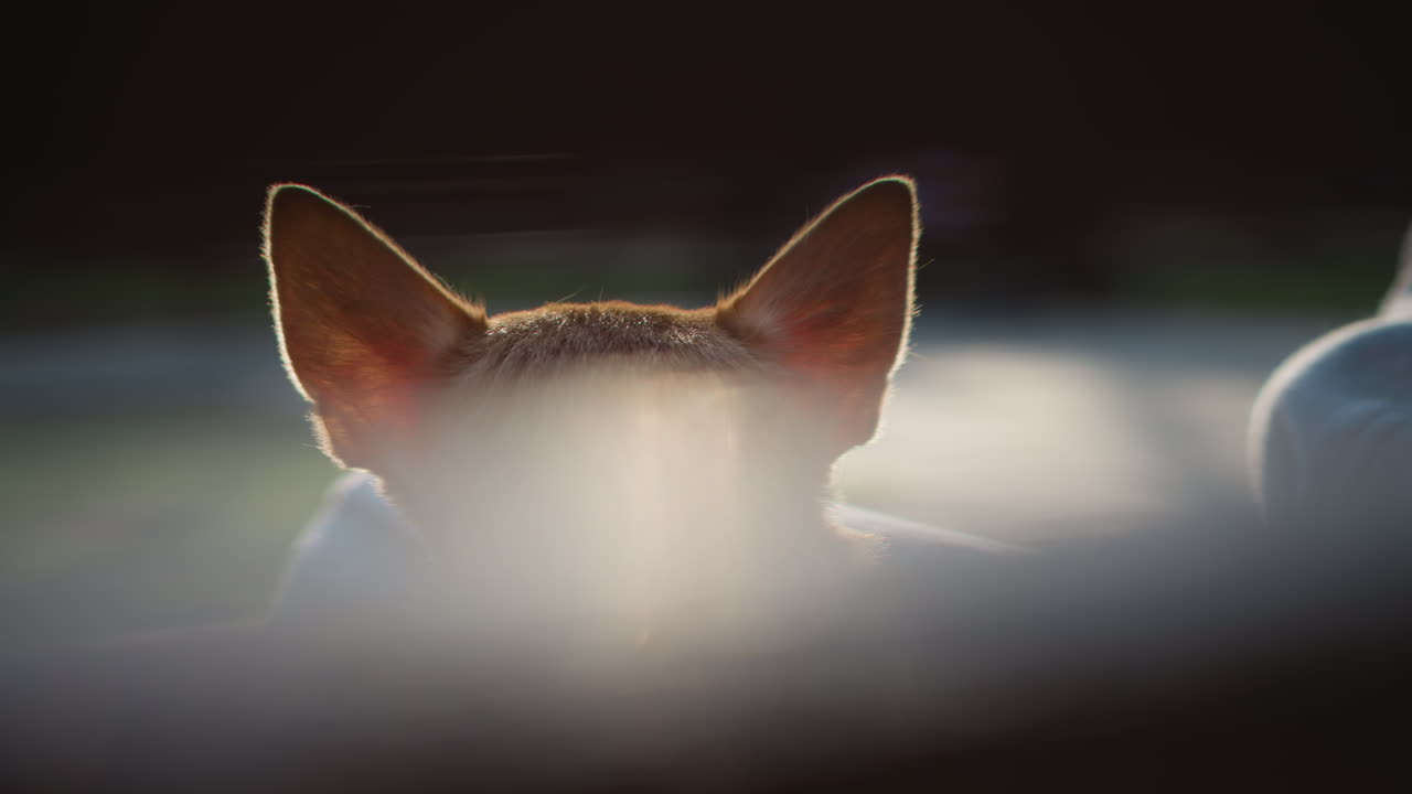 Мягкий свет от ушек кошки, выглядывающих из-за приборной панели, закатное сияние и мягкое боке создают теплую атмосферу, как в кино. Маленький рыжий кот едет на пассажирском сиденье, размытое окно и живописная дорога намекают на неспешное путешествие.