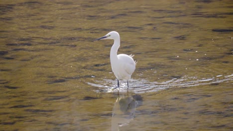 white little egret walking in shallow water in yangjae stream south korea