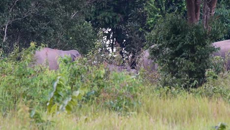 Visto-En-La-Espesura-Del-Bosque-Moviéndose