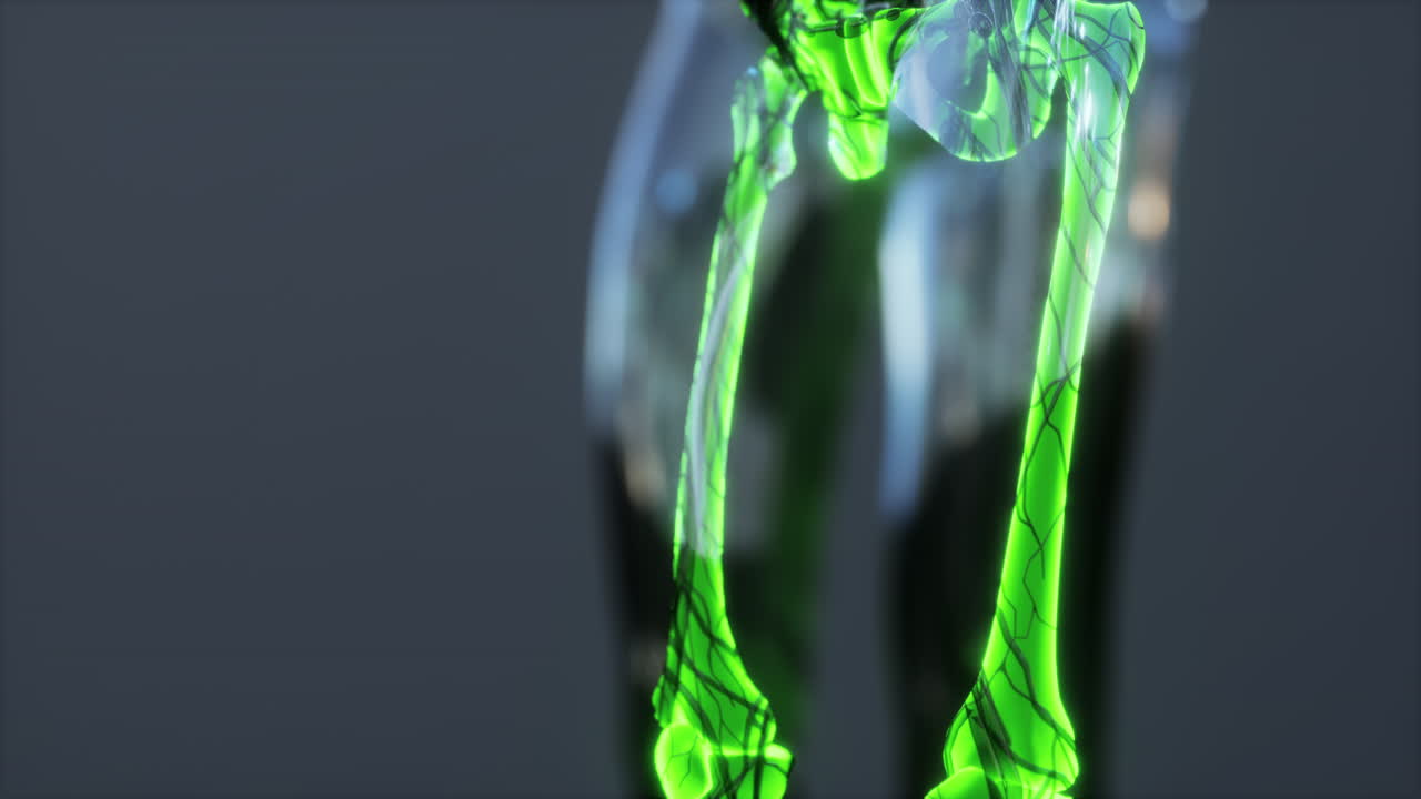 인간의 관절 개념과 신체의 골격 해부학