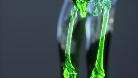 concepto de las articulaciones humanas con la anatomía del esqueleto del cuerpo