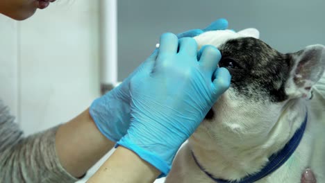 veterinarian ophthalmologist examining eyes of dog