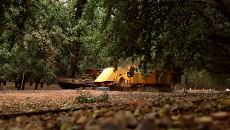 almonds being harvested using a shaker.