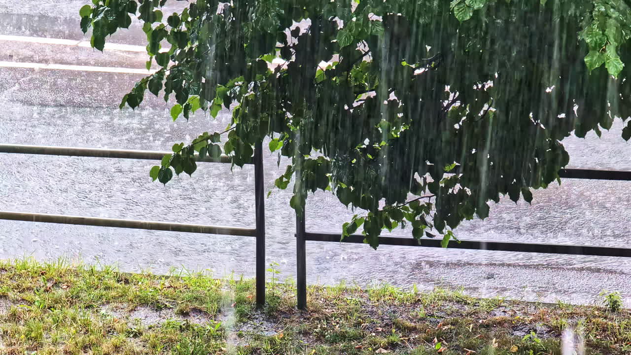 リガ、ラトビアで、激しい雨の中を木々の枝を通り抜けて雨が降り、車がスピードを上げて走る