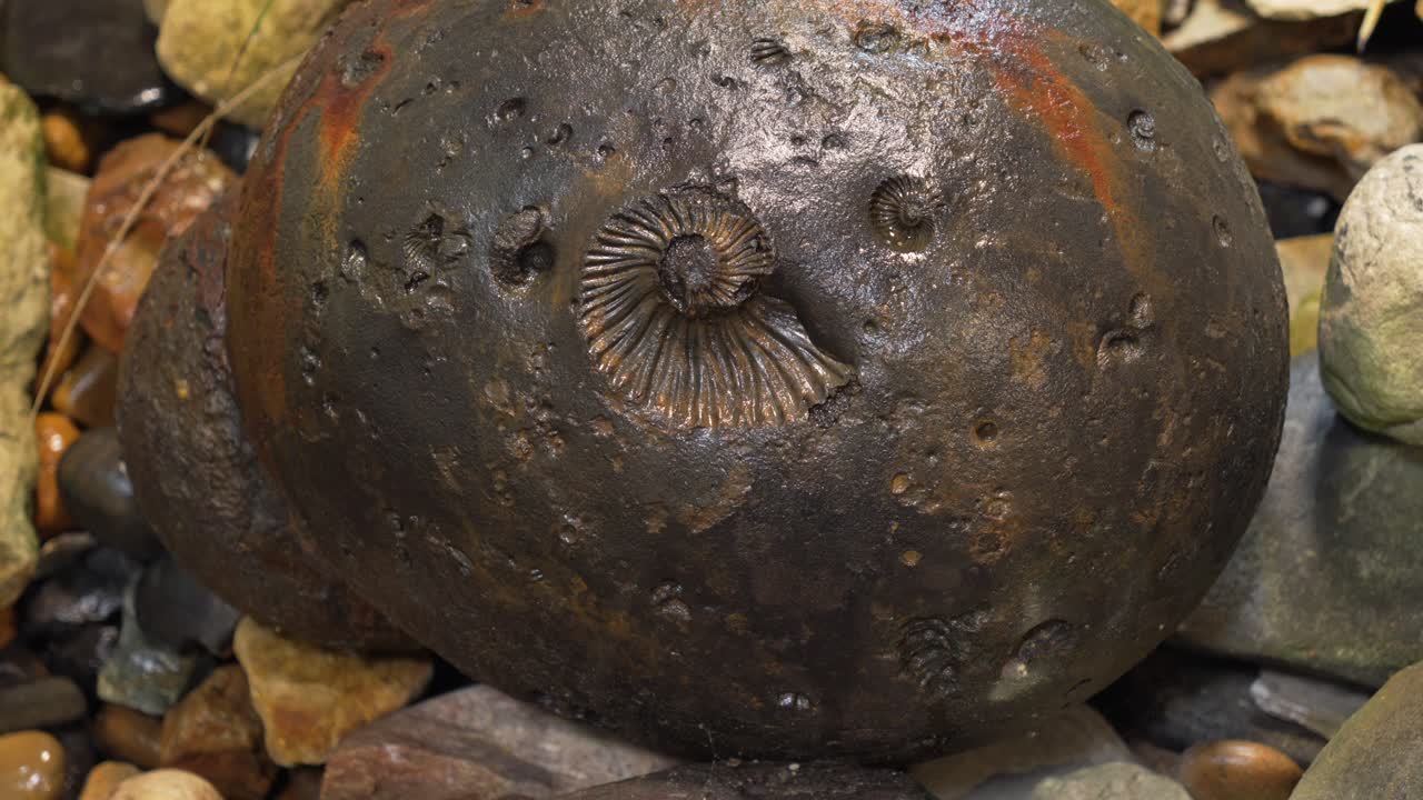 Fossilized ammonite extinct marine mollusk in stone shelled cephalopod Mesozoic era